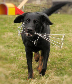 aport kovového stojanu (pro psa velmi nepříjemné)