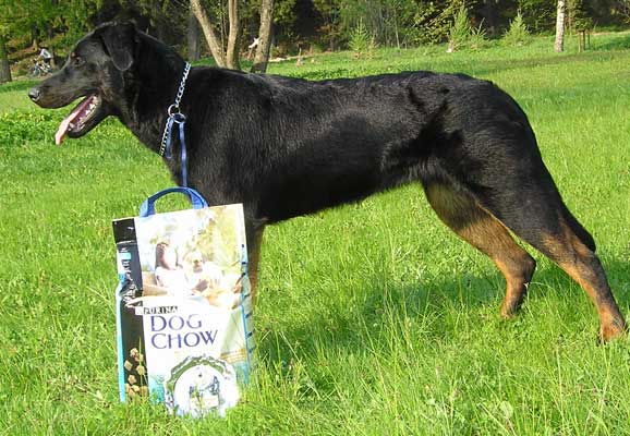 Výstavní postoj - beauceron